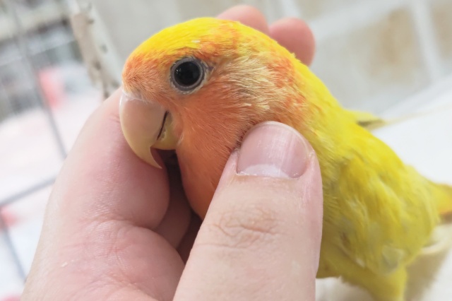コザクラインコ（小桜インコ）
