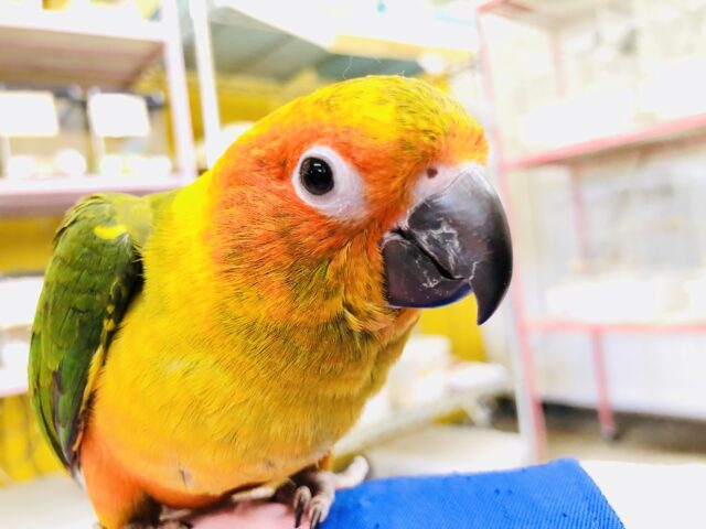 コガネメキシコインコ