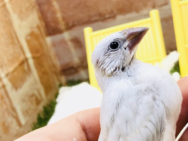 シルバー文鳥