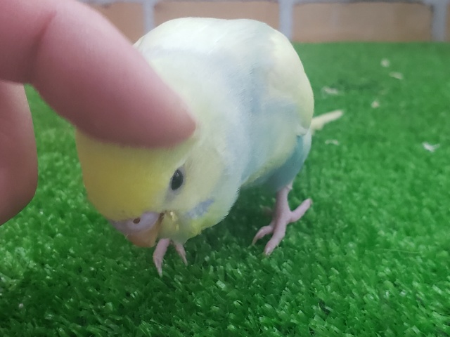 セキセイインコ