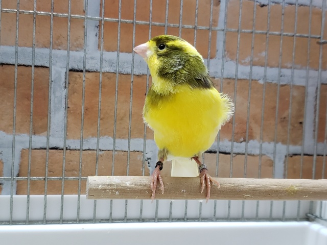 ローラーカナリア