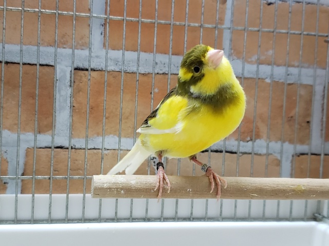 2023年度ローラーカナリア入荷その2 ローラーカナリア