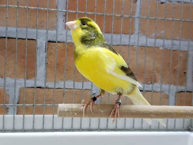 ローラーカナリア