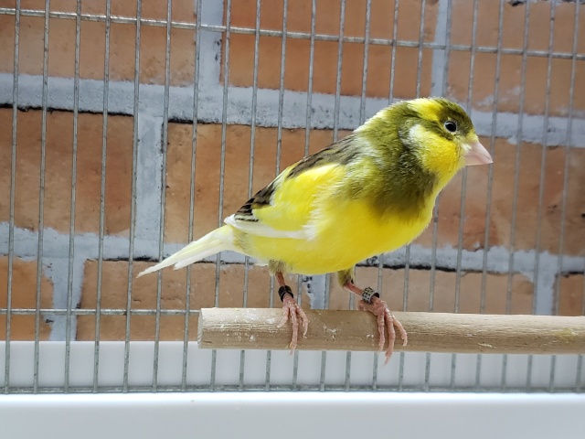 ローラーカナリア