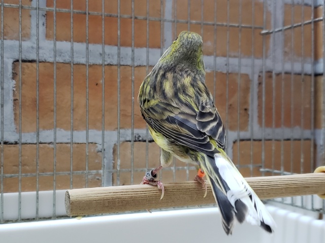 2023年度ローラーカナリア入荷! ローラーカナリア