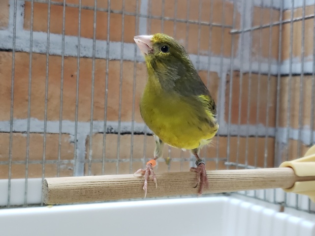 ローラーカナリア