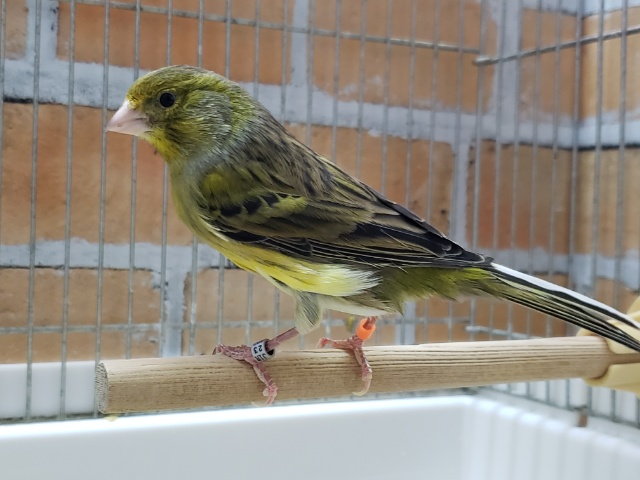 ローラーカナリア