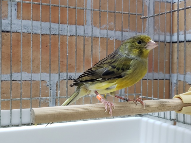 ローラーカナリア