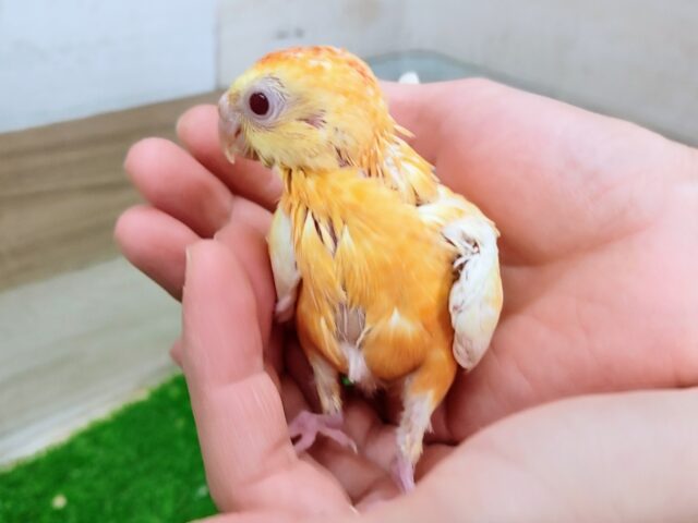 ビセイインコ（美声インコ）