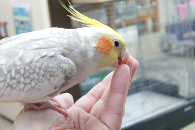 オカメインコ