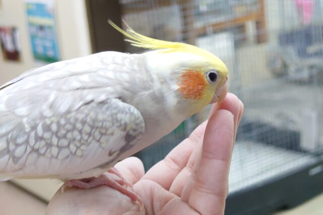 オカメインコ