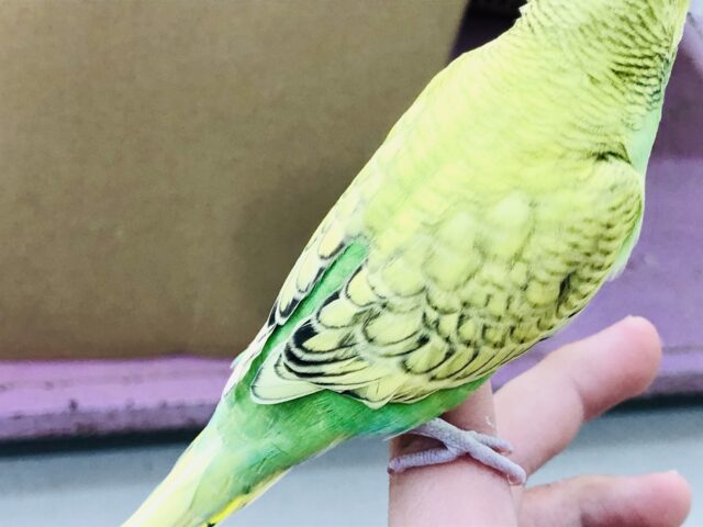 セキセイインコ