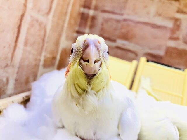 オカメインコ