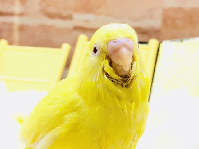 セキセイインコ