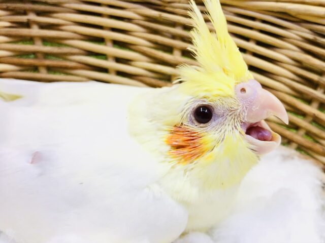オカメインコ