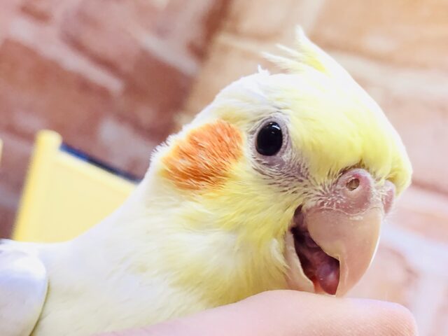 オカメインコ