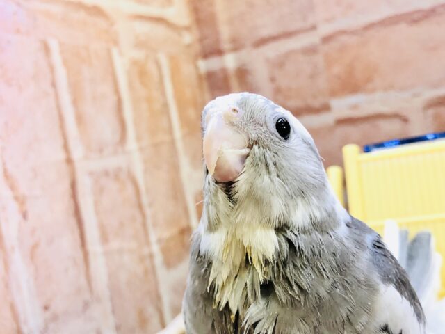 オカメインコ