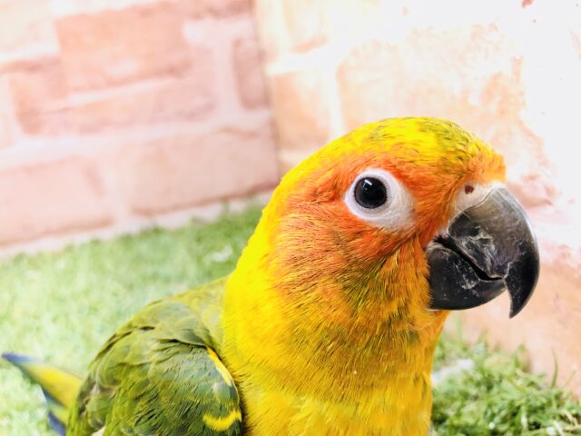 コガネメキシコインコ
