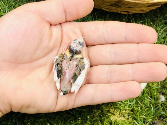 十姉妹（ジュウシマツ）