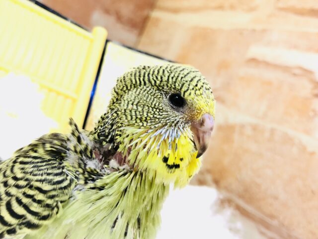 ジャンボセキセイインコ