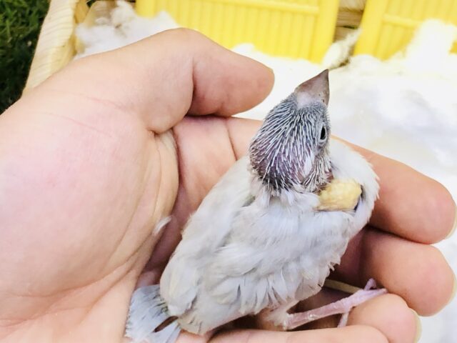 シルバー文鳥