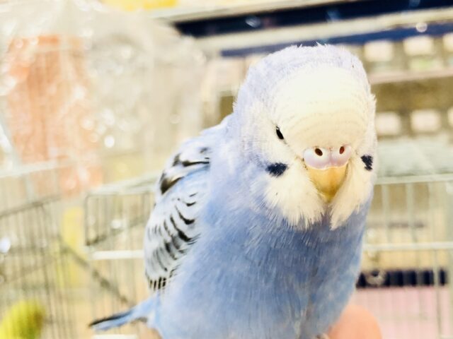 セキセイインコ