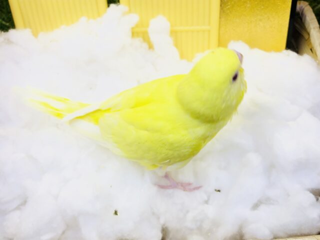 セキセイインコ