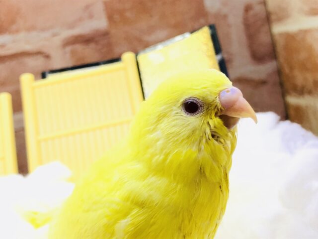 セキセイインコ