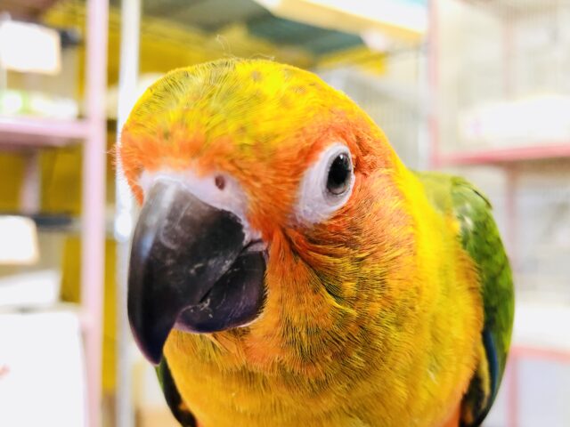 コガネメキシコインコ