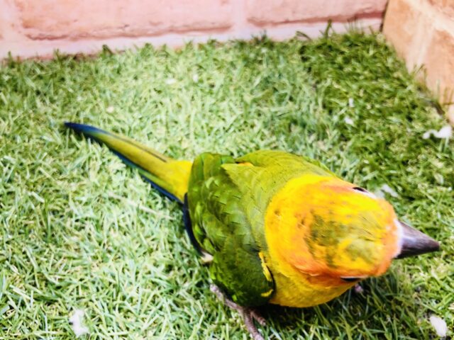 コガネメキシコインコ
