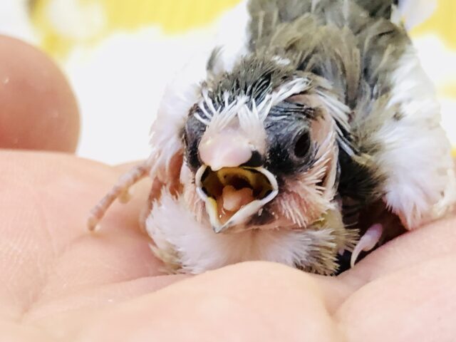 十姉妹（ジュウシマツ）