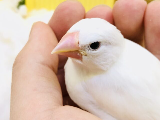 白文鳥
