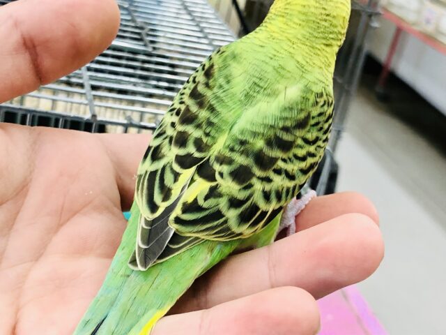 セキセイインコ