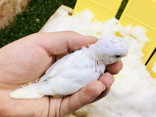 セキセイインコ