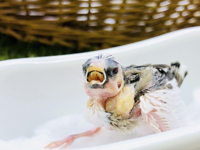 十姉妹（ジュウシマツ）