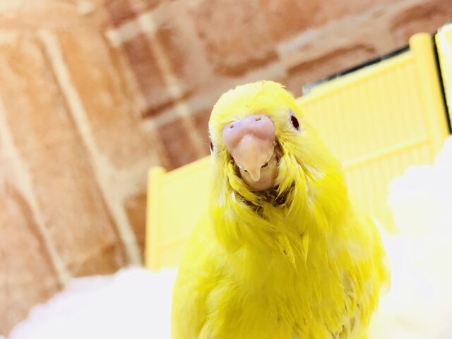 セキセイインコ