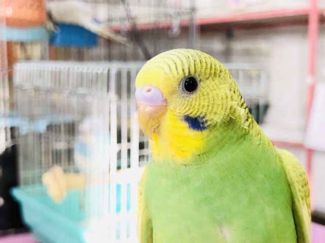 セキセイインコ