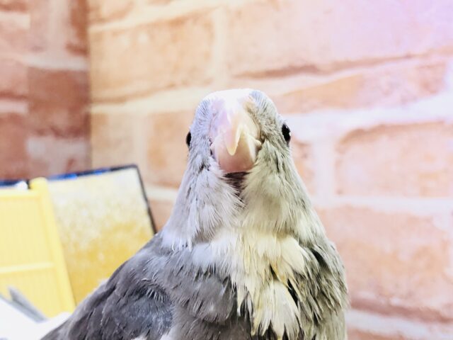 オカメインコ