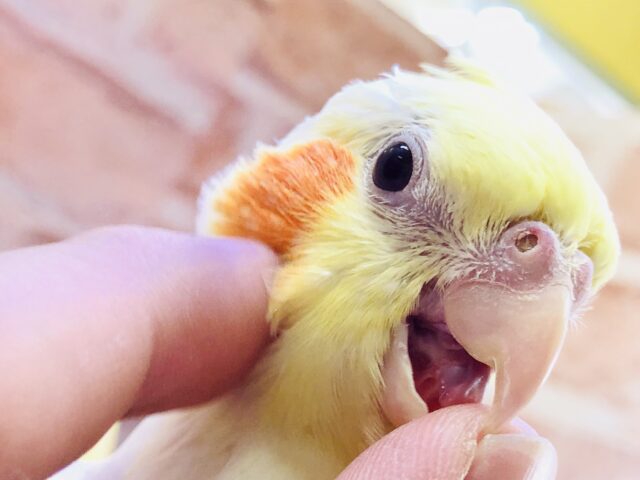 オカメインコ
