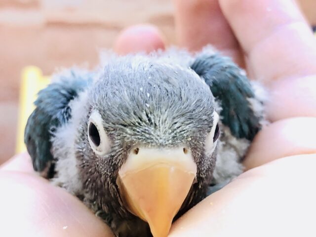 ブルーボタンインコ