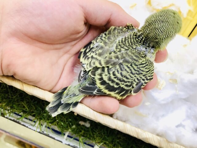 ジャンボセキセイインコ