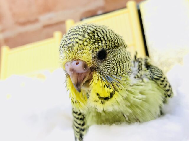 ジャンボセキセイインコ