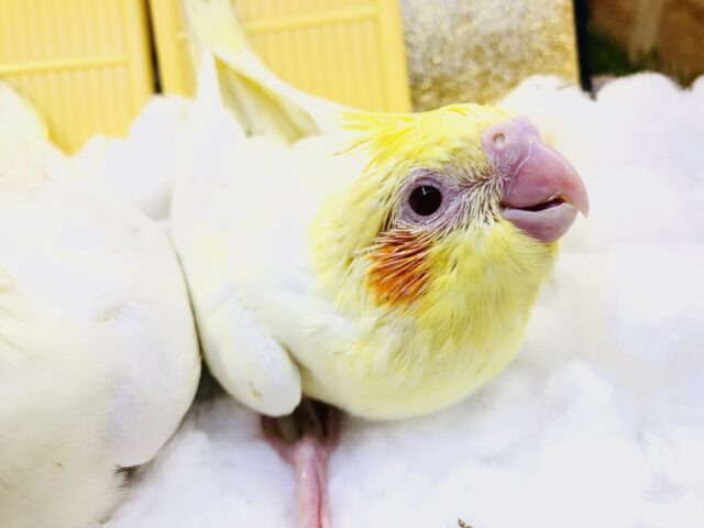 オカメインコ