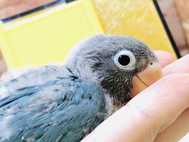 ブルーボタンインコ