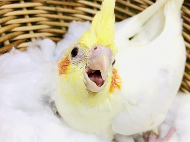 オカメインコ