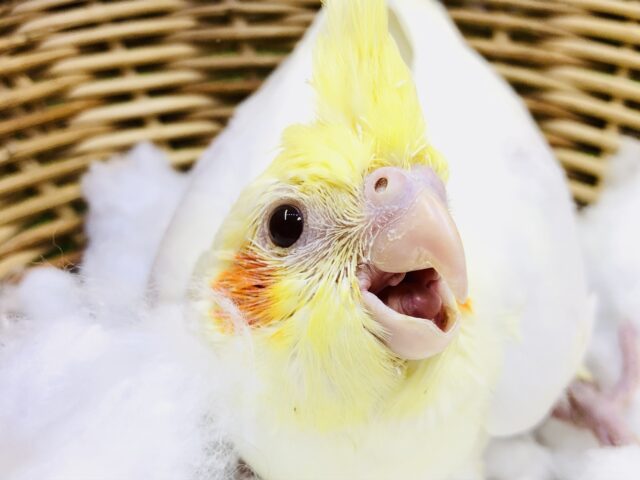 オカメインコ