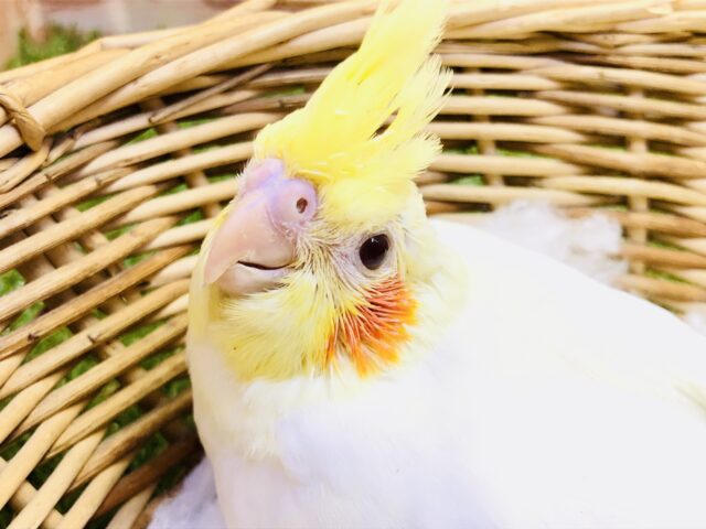 オカメインコ