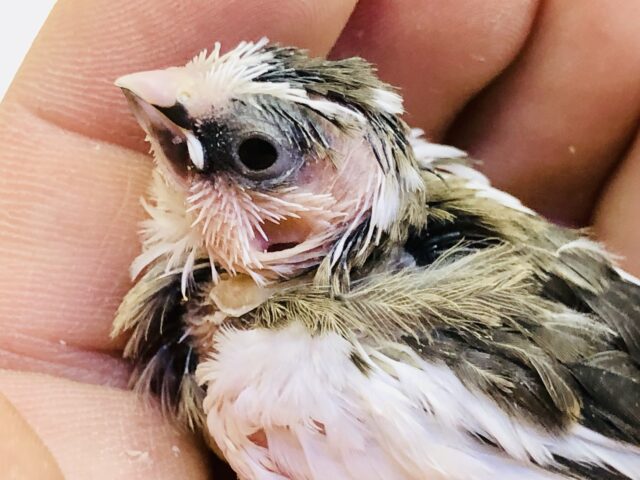 十姉妹（ジュウシマツ）