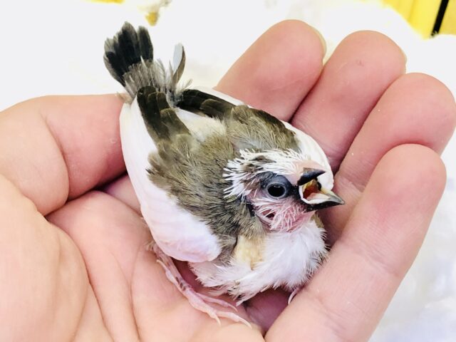 十姉妹（ジュウシマツ）