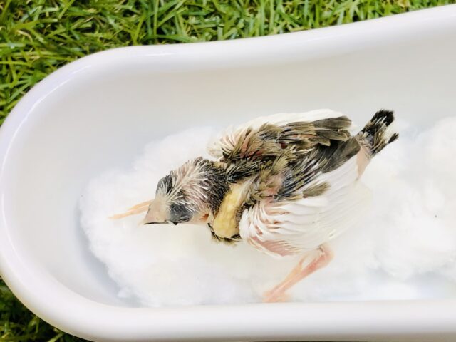 十姉妹（ジュウシマツ）